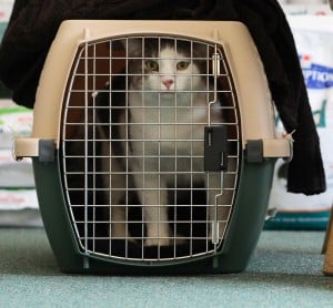 irlande-chat-cage2