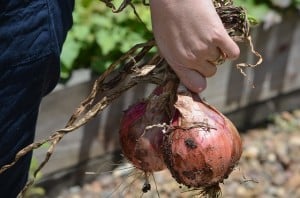irlande-jardinage-potager-legume-oignon