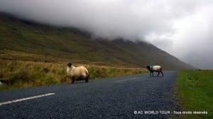 temoignage-claire-adrien-tour-irlande-mouton