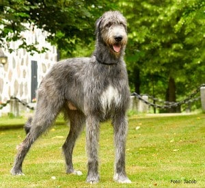 WolfHound