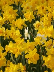 irlande-jardin-delta-sensory-garden-8