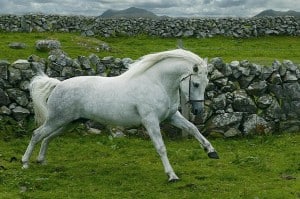 irlande-poney-connemara