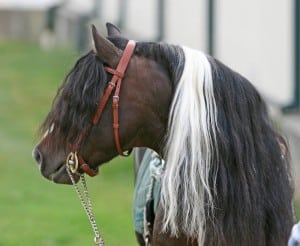 irlande-poney-kerry-bog