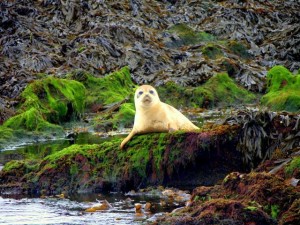 phoque-plage-irlande-seafari-3