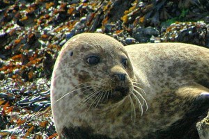 phoque-plage-irlande-seafari-4