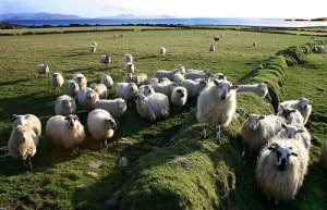 Ring of kerry - anneau kerry - skellig ring - tourisme - comté - Irlande - visite - randonnée - vélo - mouton -balade - vallée - village