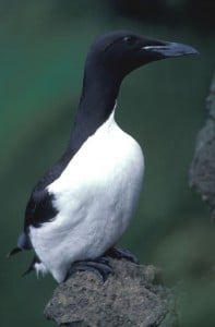 guillemot-carrick-a-rede-pont-corde-irlande-nord