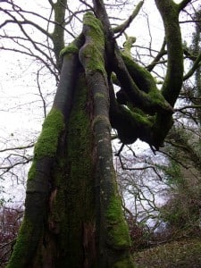 laurence-témoignage-Hazelwood-Sligo