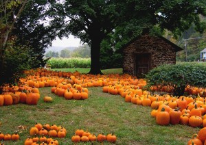 Halloween - citrouille - fête - celtique - irlande - maison - pumkin - jardin