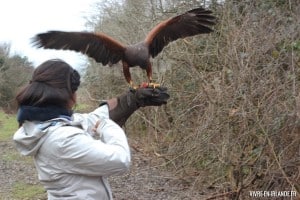 Mayfield Bris of Prey - Rapaces à Waterford