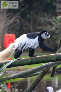 fota-wildlife-park-singe