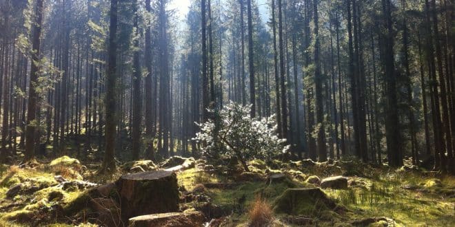 7 pièces 5 flûte fraise foret HSS bois fraise forets conique alésoir  menuiserie foret pour le