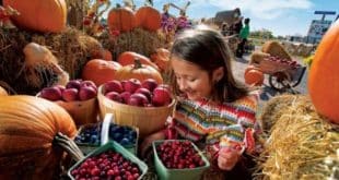 Le Harvest Festival – La célébration des récoltes