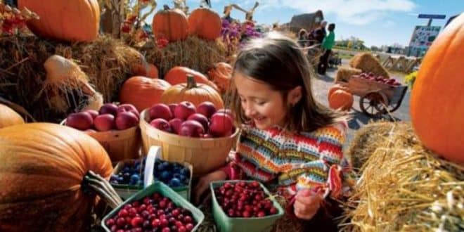 Le Harvest Festival – La célébration des récoltes